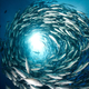 Illustration for article titled Underwater Photography With the Canon 5D Mark II